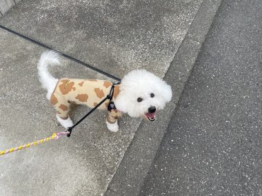 ビションフリーゼ　おもち  ふくらむちゃんペットドックの結果 IMG_0547-380x285