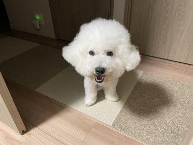 ビションフリーゼ　おもち  ふくらむちゃんペットドックの結果 IMG_0549-380x285