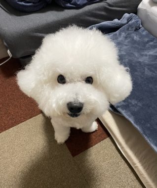 ビションフリーゼ　おもち  ふくらむちゃんペットドックの結果 IMG_0550-318x380