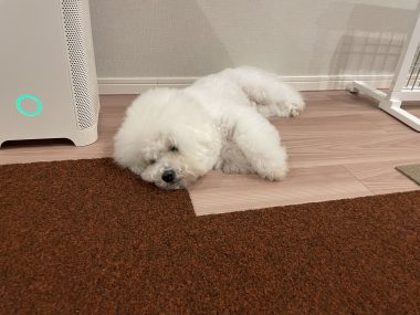 ビションフリーゼ　おもち  ふくらむちゃんペットドックの結果 IMG_0551-380x285