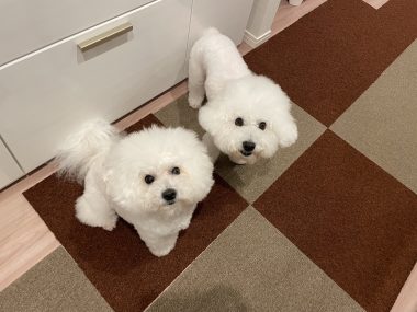ビションフリーゼ　おもち  ふくらむちゃんペットドックの結果 IMG_0552-380x285