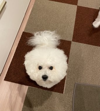 ビションフリーゼ　おもち  ふくらむちゃんペットドックの結果 IMG_0555-342x380
