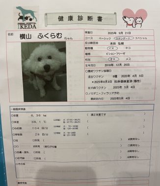 ビションフリーゼ　おもち  ふくらむちゃんペットドックの結果 IMG_0556-326x380