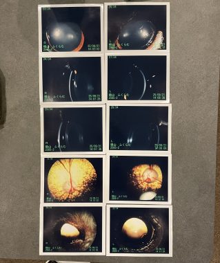 ビションフリーゼ　おもち  ふくらむちゃんペットドックの結果 IMG_0558-319x380
