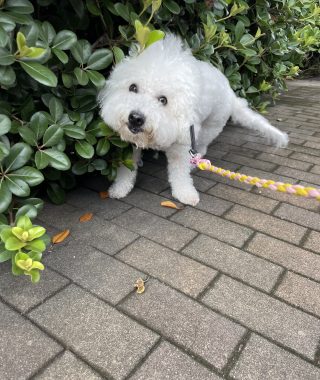 ビションフリーゼ　おもち  おもちのペットドック IMG_0567-320x380