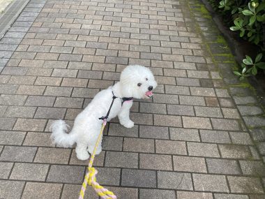 ビションフリーゼ　おもち  おもちのペットドック IMG_0568-380x285