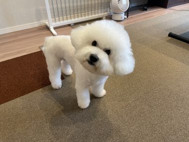 ビションフリーゼ　おもち  おもちのペットドック IMG_0570-1-380x285