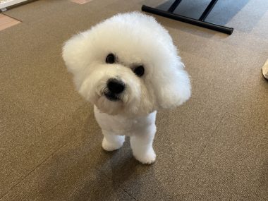 ビションフリーゼ　おもち  おもちのペットドック IMG_0571-380x285