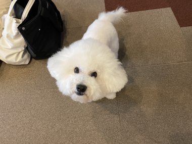 ビションフリーゼ　おもち  おもちのペットドック IMG_0572-380x285