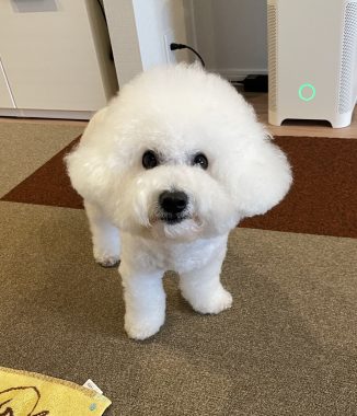 ビションフリーゼ　おもち  おもちのペットドック IMG_0578-326x380