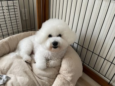 ビションフリーゼ　おもち  おもちのペットドック IMG_0580-380x285