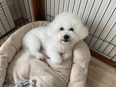ビションフリーゼ　おもち  おもちのペットドック IMG_0582-380x285