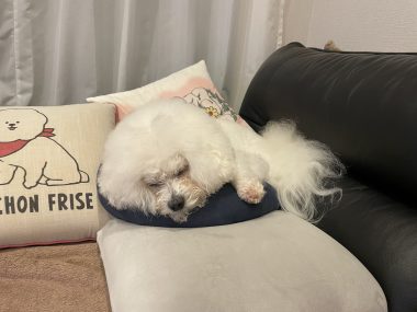 ビションフリーゼ　おもち  おもちのペットドック IMG_0600-380x285