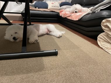 ビションフリーゼ　おもち  おもちのペットドック IMG_0601-380x285