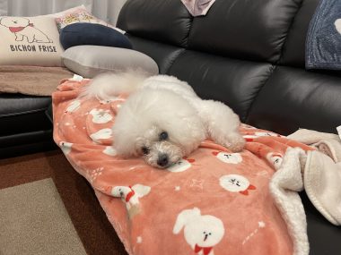 ビションフリーゼ　おもち  おもちのペットドック IMG_0602-380x285