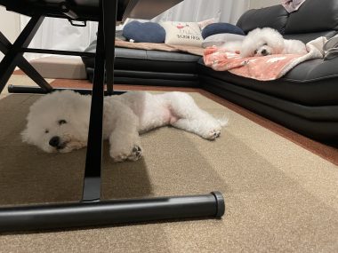 ビションフリーゼ　おもち  おもちのペットドック IMG_0603-380x285