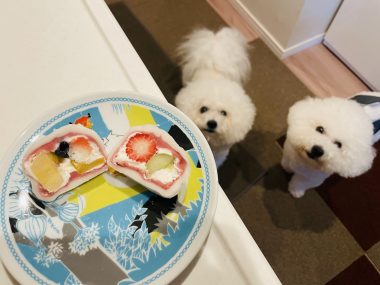 ビションフリーゼ　おもち  おもおうち記念日☆（遅れて） IMG_0607_Original-380x285