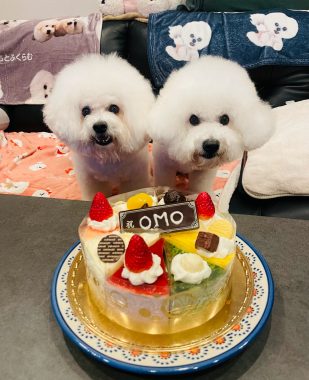 ビションフリーゼ　おもち  おもおうち記念日☆（遅れて） IMG_0617_Original-309x380