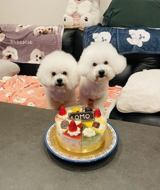 ビションフリーゼ　おもち  おもおうち記念日☆（遅れて） IMG_0620-320x380