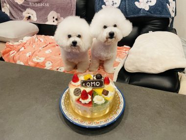 ビションフリーゼ　おもち  おもおうち記念日☆（遅れて） IMG_0623-380x285
