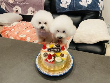 ビションフリーゼ　おもち  おもおうち記念日☆（遅れて） IMG_0624-380x285