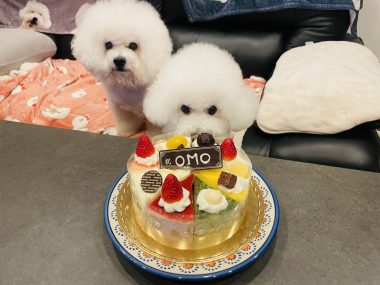 ビションフリーゼ　おもち  おもおうち記念日☆（遅れて） IMG_0625-380x285