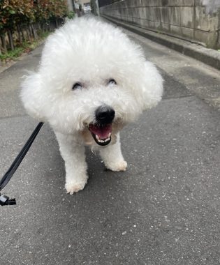 ビションフリーゼ　おもち  おもちふくさんぽ彡 IMG_0663-315x380