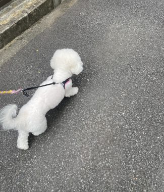 ビションフリーゼ　おもち  おもちふくさんぽ彡 IMG_0667-325x380