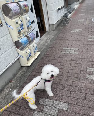 ビションフリーゼ　おもち  おもちふくさんぽ彡 IMG_0668-309x380