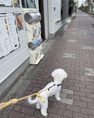 ビションフリーゼ　おもち  おもちふくさんぽ彡 IMG_0669-1-302x380