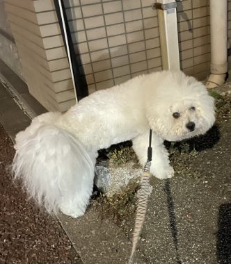 ビションフリーゼ　おもち  おもちふくさんぽ彡 IMG_0671-332x380