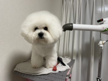 ビションフリーゼ　おもち  おもちふくさんぽ彡 IMG_0672-380x285
