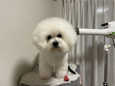 ビションフリーゼ　おもち  おもちふくさんぽ彡 IMG_0673-380x285