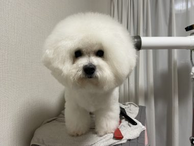 ビションフリーゼ　おもち  おもちふくさんぽ彡 IMG_0674-380x285