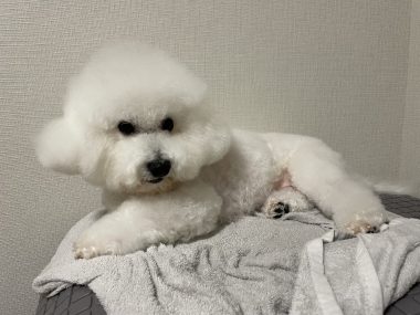 ビションフリーゼ　おもち  おもちふくさんぽ彡 IMG_0675-380x285