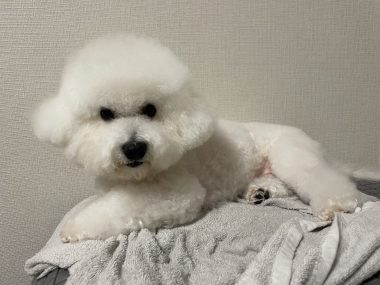 ビションフリーゼ　おもち  おもちふくさんぽ彡 IMG_0677-380x285