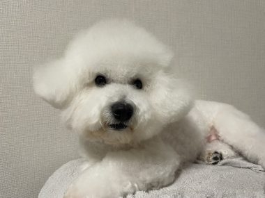 ビションフリーゼ　おもち  おもちふくさんぽ彡 IMG_0679-380x285
