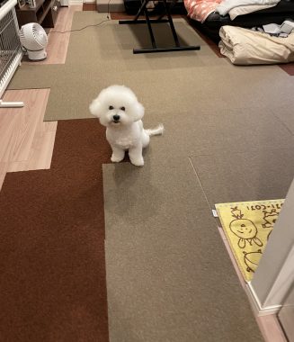 ビションフリーゼ　おもち  おもちふくさんぽ彡 IMG_0680-327x380