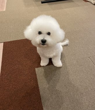 ビションフリーゼ　おもち  おもちふくさんぽ彡 IMG_0681-327x380