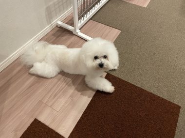 ビションフリーゼ　おもち  おもちふくさんぽ彡 IMG_0687-380x285