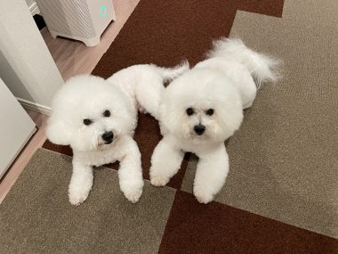 ビションフリーゼ　おもち  おもちふくさんぽ彡 IMG_0690-380x285