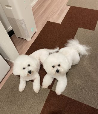 ビションフリーゼ　おもち  おもちふくさんぽ彡 IMG_0691-328x380