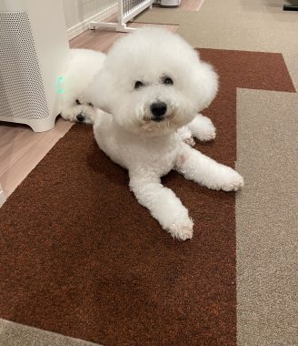 ビションフリーゼ　おもち  おもちふくさんぽ彡 IMG_0692-328x380