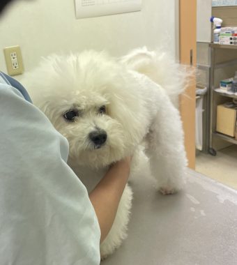 ビションフリーゼ　おもち  おもちゃんマッサージの日 IMG_0732-340x380