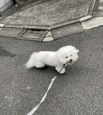 ビションフリーゼ　おもち  おもちゃんマッサージの日 IMG_0735-341x380