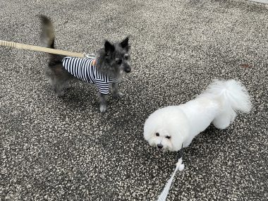 ビションフリーゼ　おもち  おもちゃんマッサージの日 IMG_0738-380x285