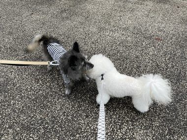 ビションフリーゼ　おもち  おもちゃんマッサージの日 IMG_0740-380x285
