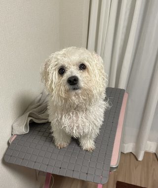 ビションフリーゼ　おもち  おもちゃんマッサージの日 IMG_0744-320x380