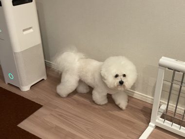 ビションフリーゼ　おもち  おもちゃんマッサージの日 IMG_0749-380x285