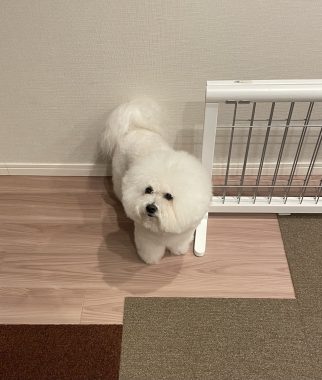 ビションフリーゼ　おもち  おもちゃんマッサージの日 IMG_0751-322x380